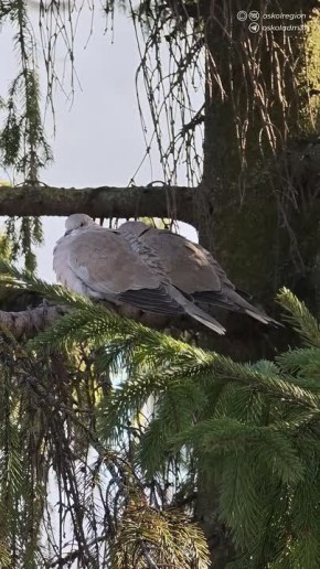 ������ ����, �������������!