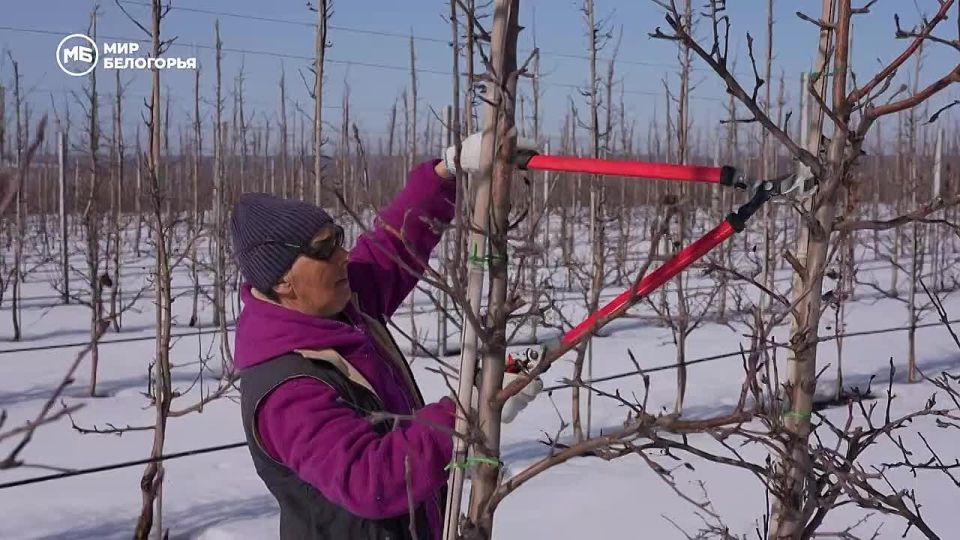 В Белгородской области готовят яблоневые сады к новому сезону