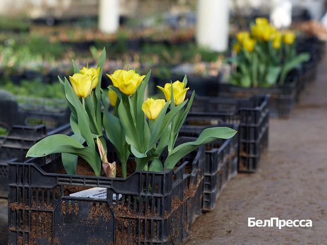 Ольга Фесенко выращивает растения для озеленения Белгорода Ольга Фесенко выращивает растения для озеленения Белгорода
