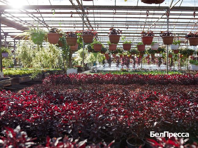 Ольга Фесенко выращивает растения для озеленения Белгорода Ольга Фесенко выращивает растения для озеленения Белгорода