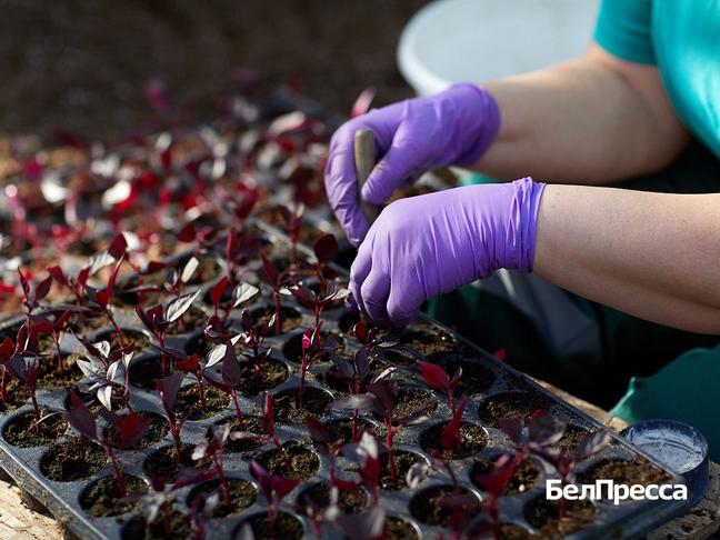 Ольга Фесенко выращивает растения для озеленения Белгорода Ольга Фесенко выращивает растения для озеленения Белгорода