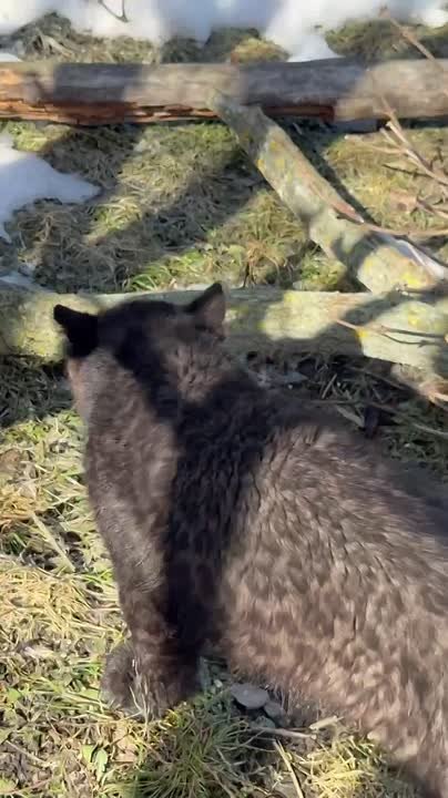 Чёрная пантера из белгородского зоопарка переехала из ветблока в свой новый дом