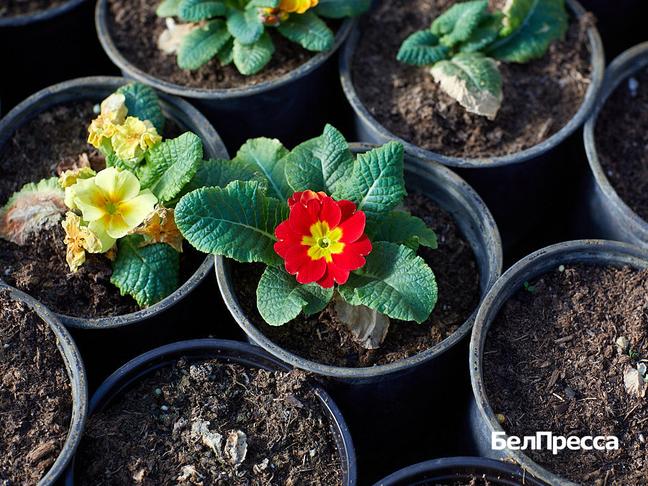 Ольга Фесенко выращивает растения для озеленения Белгорода Ольга Фесенко выращивает растения для озеленения Белгорода