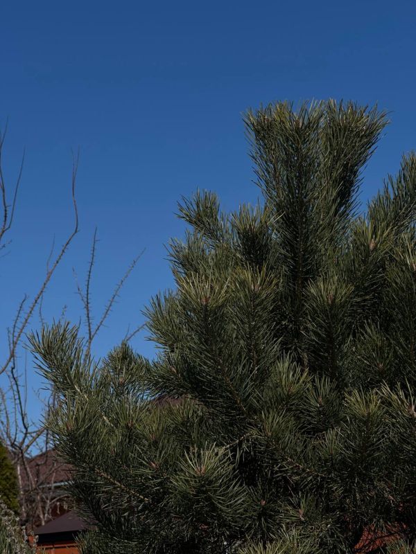 ������ 15 �����. ������� ��������� ������� ����� ������