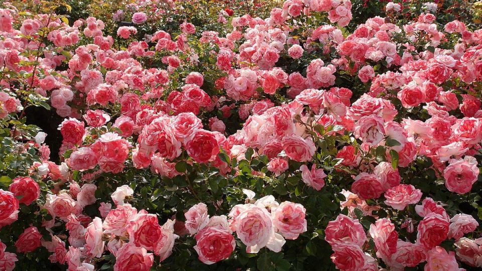 ��� ������� � ����� ����������� ����� ���� ����