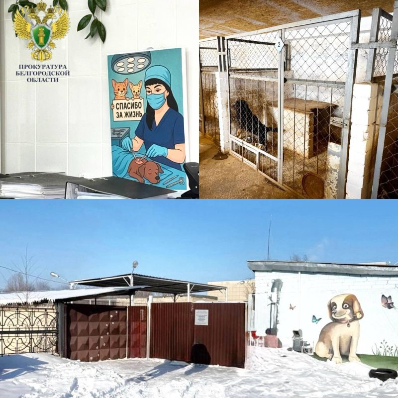 В белгородском приюте животных содержали в ледяных и грязных вольрах
