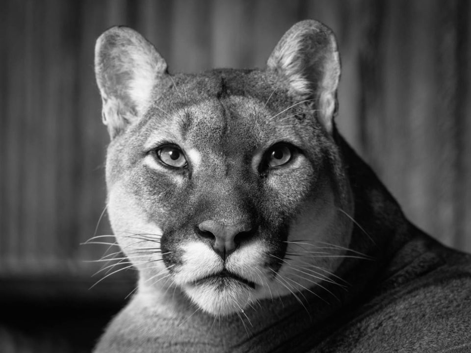 Пума Арнальдо, потомство которого обитает в зоопарках от Белгорода и Минска до Сахалина, умер от старости в парке «Роев ручей» в Красноярске