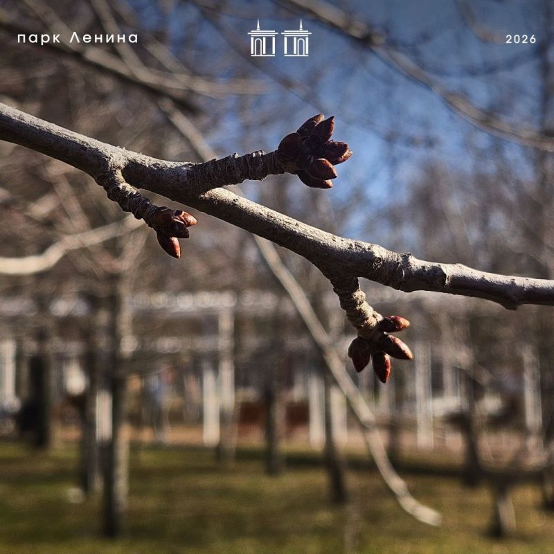 Несмотря на пасмурную погоду, в парке им. Ленина настоящая весна — совсем скоро расцветёт белгородская сакура