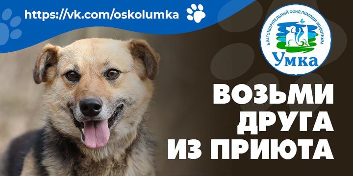 Возьми друга из приюта. Эта весна может стать началом большой дружбы с пушистым чудом, которое ждёт своего человека