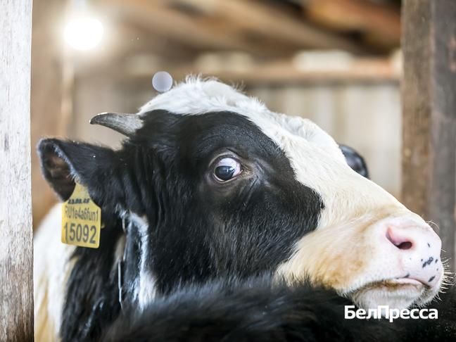«Это у нас Лайк, дальше Псих, Данил, Тихий, Малыш и Поцелуй», – пока Андрей Черных представляет нам бычков, последний из них, Поцелуй, доверчиво тянет морду ему навстречу