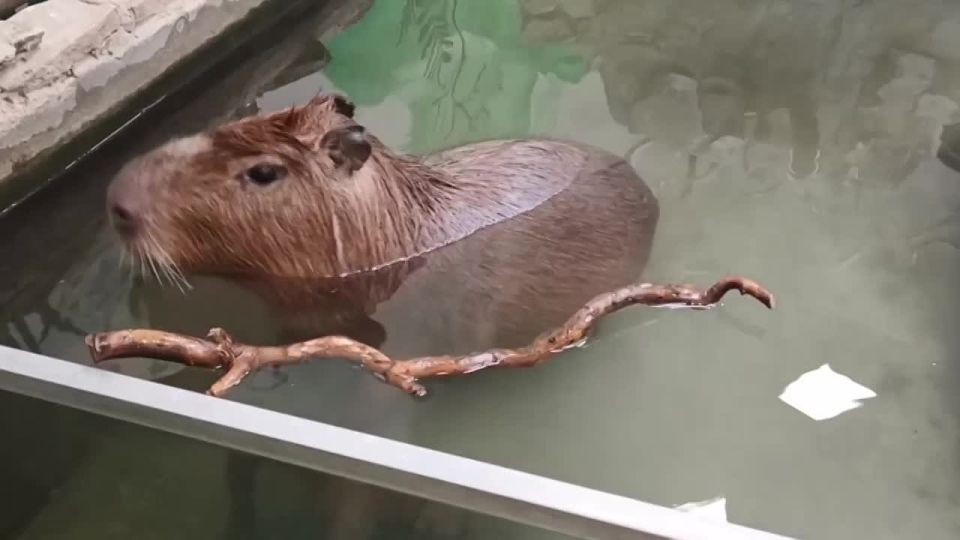 Доброе утро, белгородцы!. Сегодня температурный максимум составит +4 градуса, будет небольшой дождь