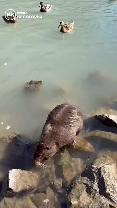 ��������.... ������, ������, ������... ��� ���� ����������, �� �� ��������