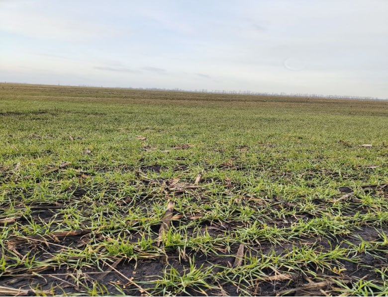 Олег Медведев: 17,322 тысячи гектаров озимых культур посеяли аграрии Яковлевского муниципального округа под урожай 2026 года