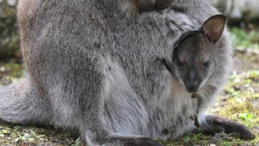 � �������� ��������� ������� ���������