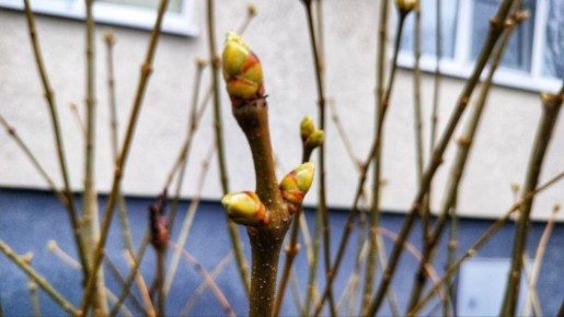 В субботу, 21 марта, синоптики обещают переменную облачность