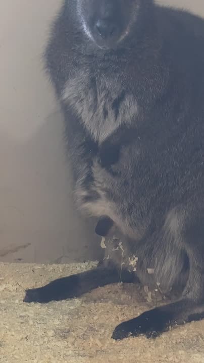 В Белгородском зоопарке у кенгуру Беннетта по имени Загадка появилось потомство