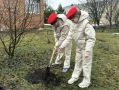 Акция «Сад памяти» продолжает проводиться на территории Шебекинского округа