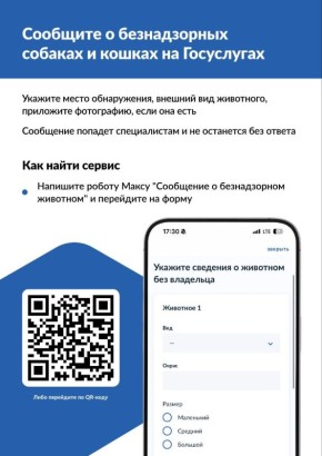 Увидели бездомное животное? Теперь о нем можно сообщить на «Госуслугах» за 2 минуты