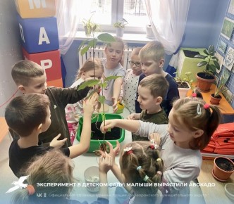 Эксперимент в детском саду: малыши вырастили авокадо