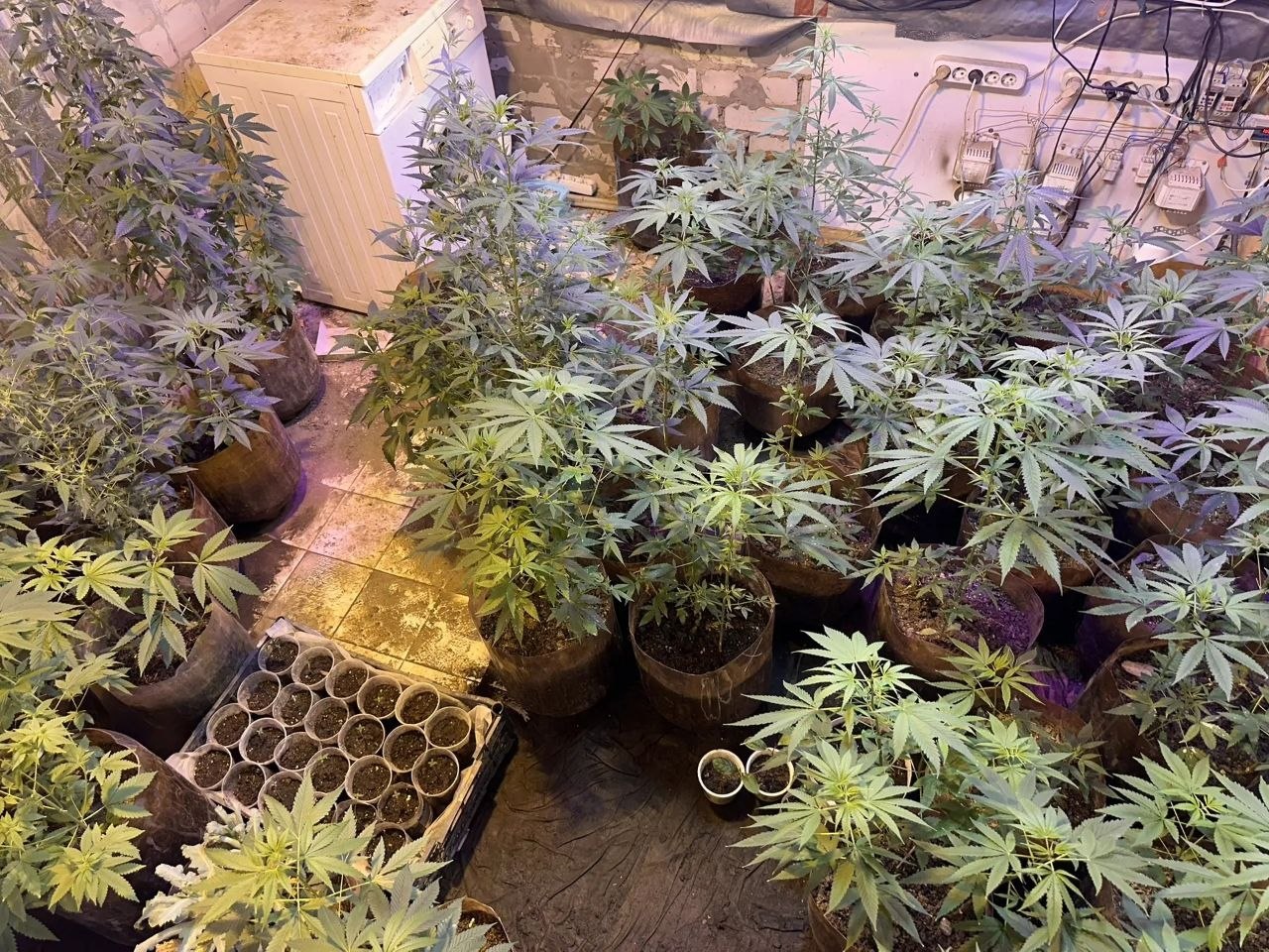 Житель Белгородского округа подозревается в незаконном культивировании конопли