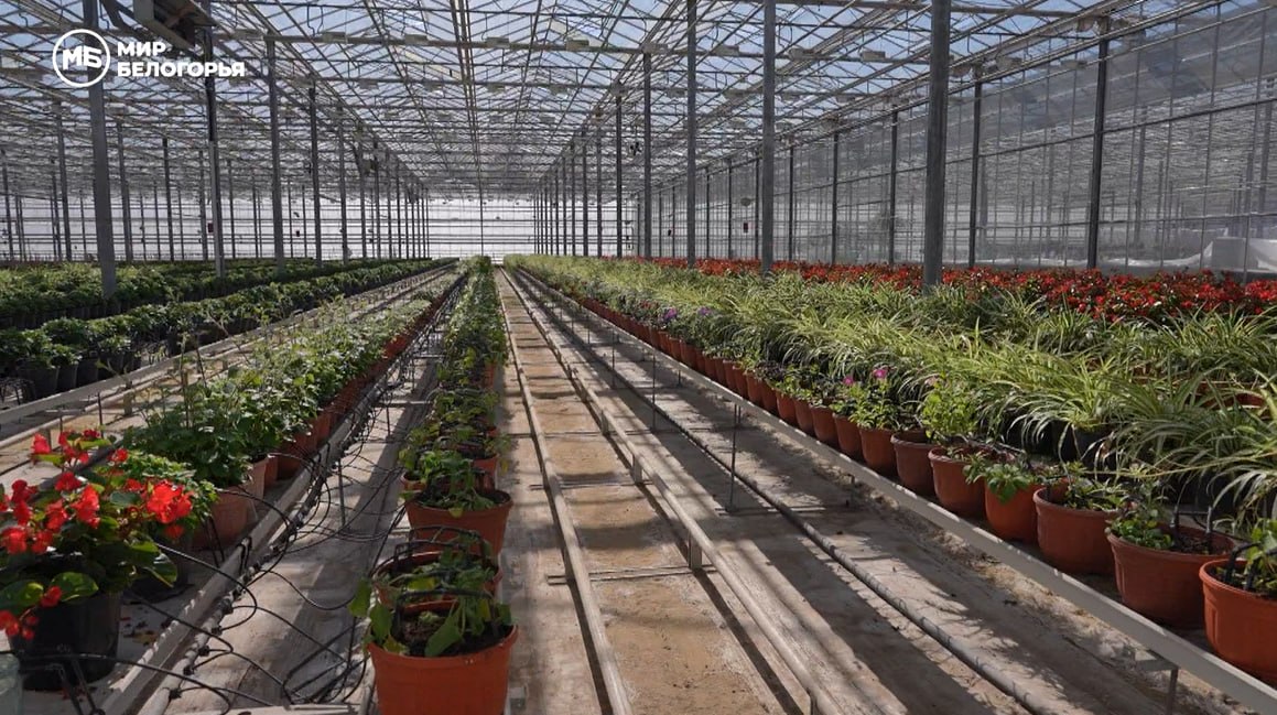 В Белгороде готовятся к цветочному сезону В Белгороде готовятся к цветочному сезону