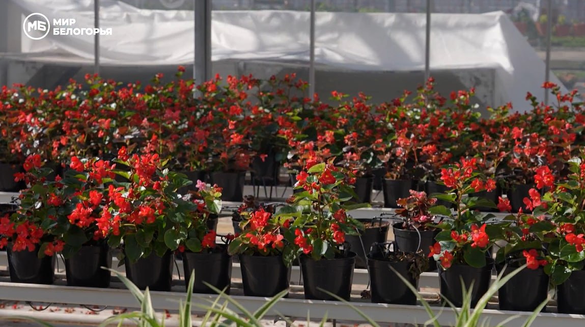 В Белгороде готовятся к цветочному сезону