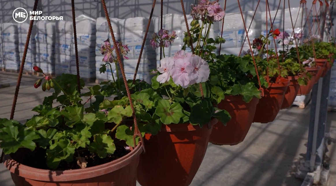 В Белгороде готовятся к цветочному сезону В Белгороде готовятся к цветочному сезону
