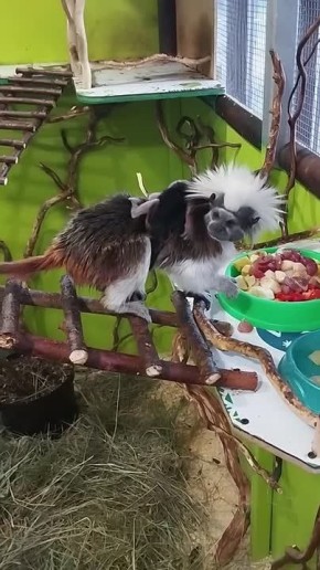 В белгородском зоопарке у эдиповых тамаринов появилось первое потомство