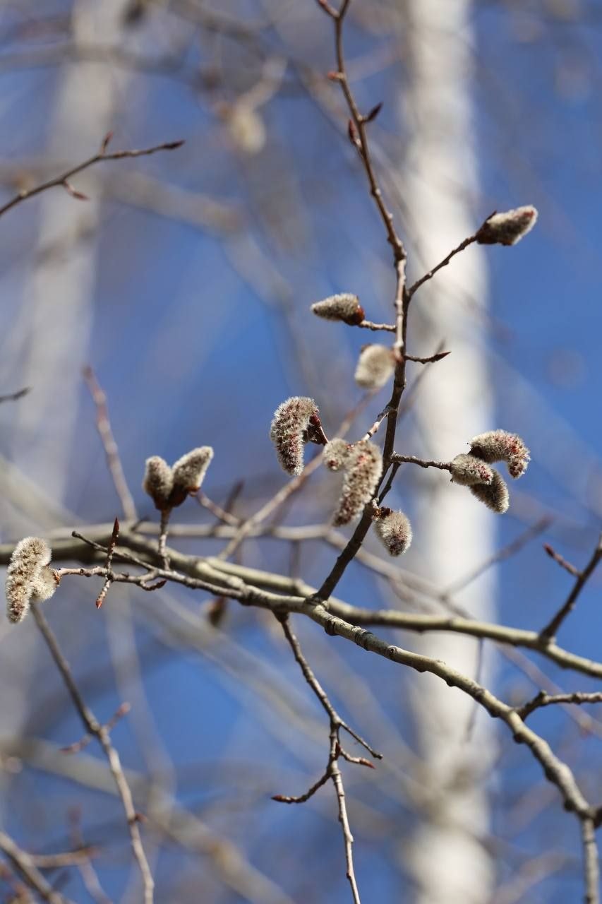 Весна с летним оттенком. Заряжаемся отличным настроением перед рабочей неделей вместе с пушистыми обитателями белгородского зоопарка Весна с летним оттенком. Заряжаемся отличным настроением перед рабочей неделей вместе с пушистыми обитателями белгородского зоопарка