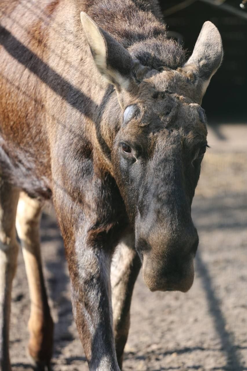 Весна с летним оттенком. Заряжаемся отличным настроением перед рабочей неделей вместе с пушистыми обитателями белгородского зоопарка Весна с летним оттенком. Заряжаемся отличным настроением перед рабочей неделей вместе с пушистыми обитателями белгородского зоопарка