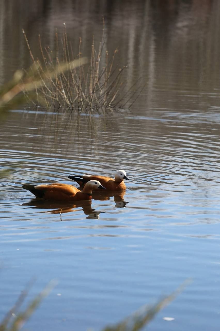 Весна с летним оттенком. Заряжаемся отличным настроением перед рабочей неделей вместе с пушистыми обитателями белгородского зоопарка Весна с летним оттенком. Заряжаемся отличным настроением перед рабочей неделей вместе с пушистыми обитателями белгородского зоопарка
