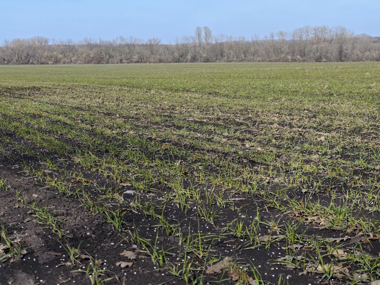 Николай Нестеров: В Корочанском округе продолжаются весеннеполевые работы Николай Нестеров: В Корочанском округе продолжаются весеннеполевые работы