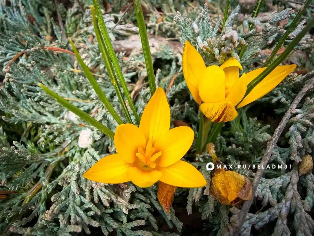 Доброе утро, Белгород!. За окном солнечная весенняя погода