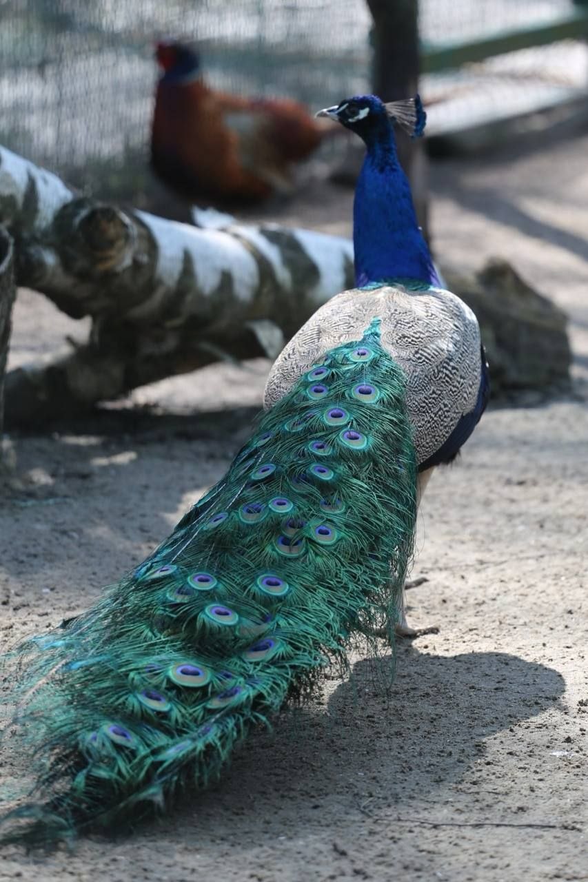 Весна с летним оттенком. Заряжаемся отличным настроением перед рабочей неделей вместе с пушистыми обитателями белгородского зоопарка Весна с летним оттенком. Заряжаемся отличным настроением перед рабочей неделей вместе с пушистыми обитателями белгородского зоопарка