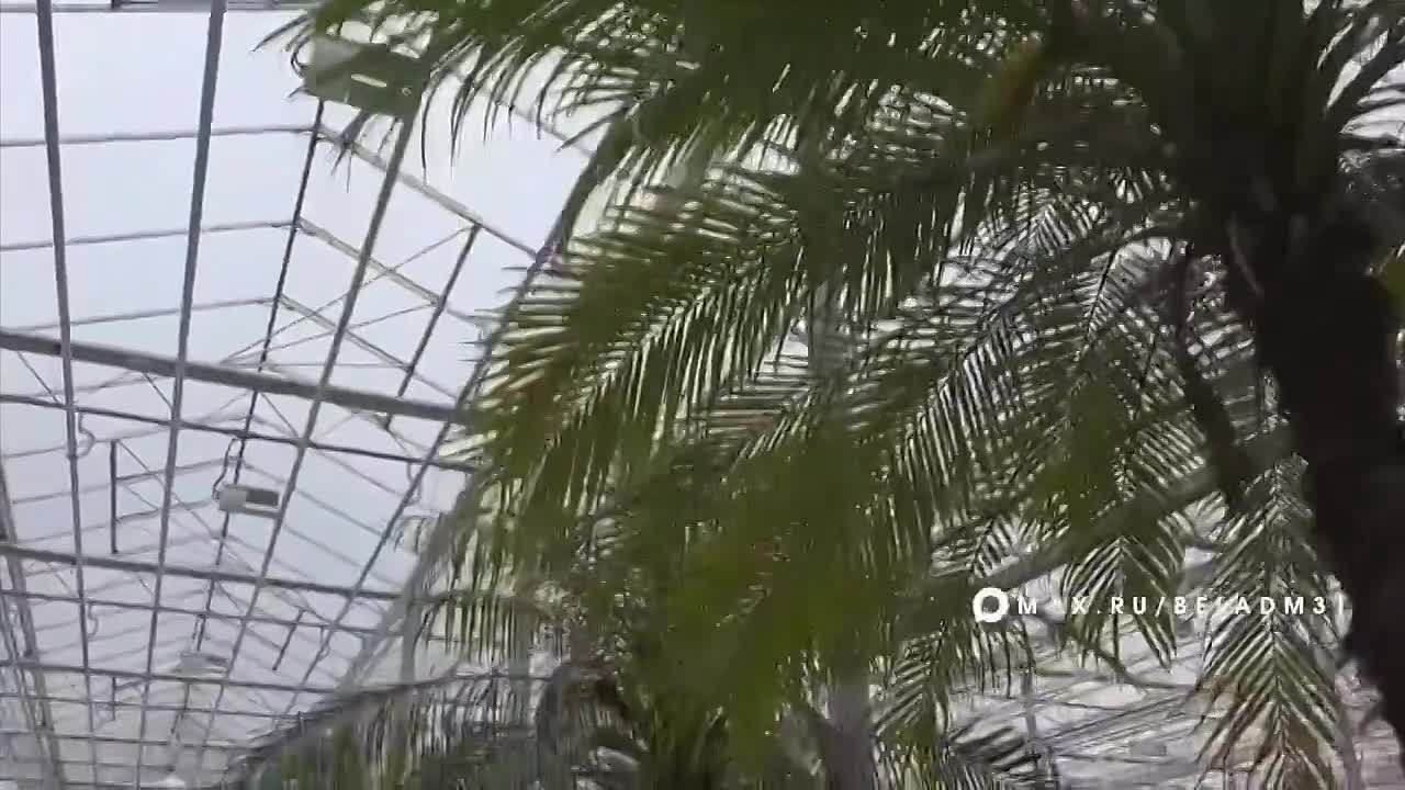 В Белгороде появятся розарии, пальмы и кактусы