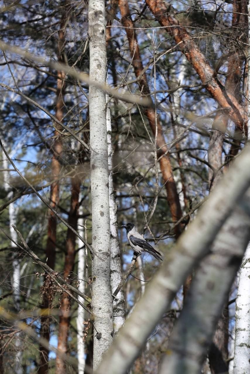 Весна с летним оттенком. Заряжаемся отличным настроением перед рабочей неделей вместе с пушистыми обитателями белгородского зоопарка Весна с летним оттенком. Заряжаемся отличным настроением перед рабочей неделей вместе с пушистыми обитателями белгородского зоопарка