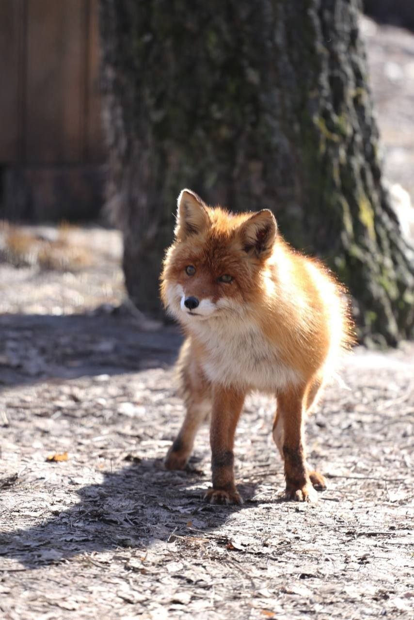 Весна с летним оттенком. Заряжаемся отличным настроением перед рабочей неделей вместе с пушистыми обитателями белгородского зоопарка