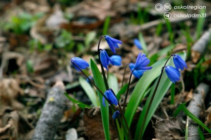 Доброе утро, старооскольцы!