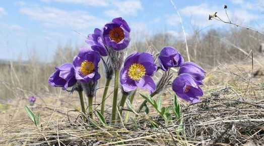 ����� �� �������. ��� ���������� ������������ ������������ ����� ����� ����