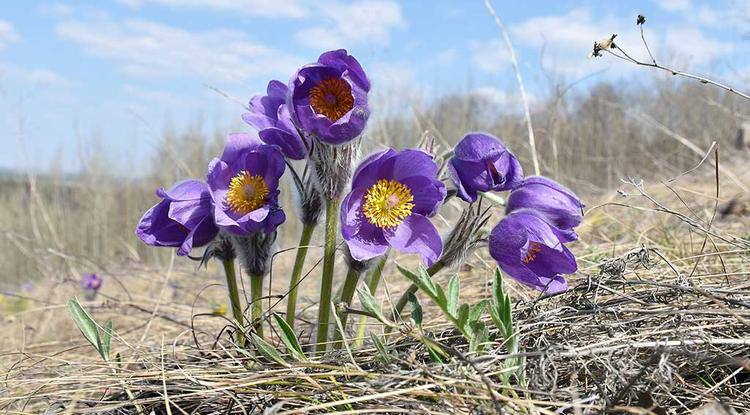 Звёзды на склонах. Как первоцветы раскрашивают белгородскую степь после зимы