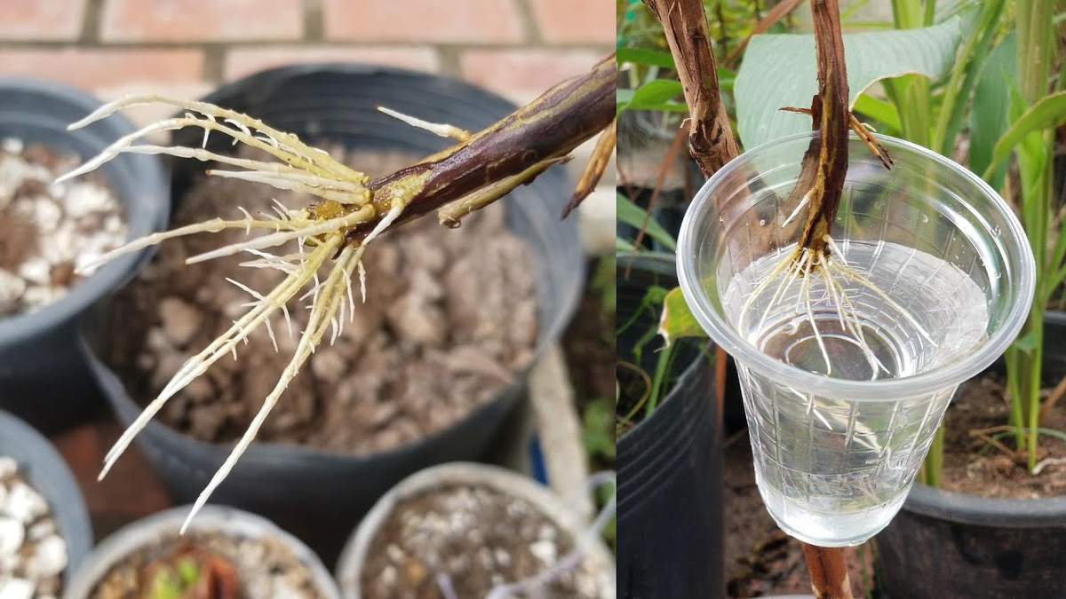 Как прополис стал секретом успешного укоренения черенков