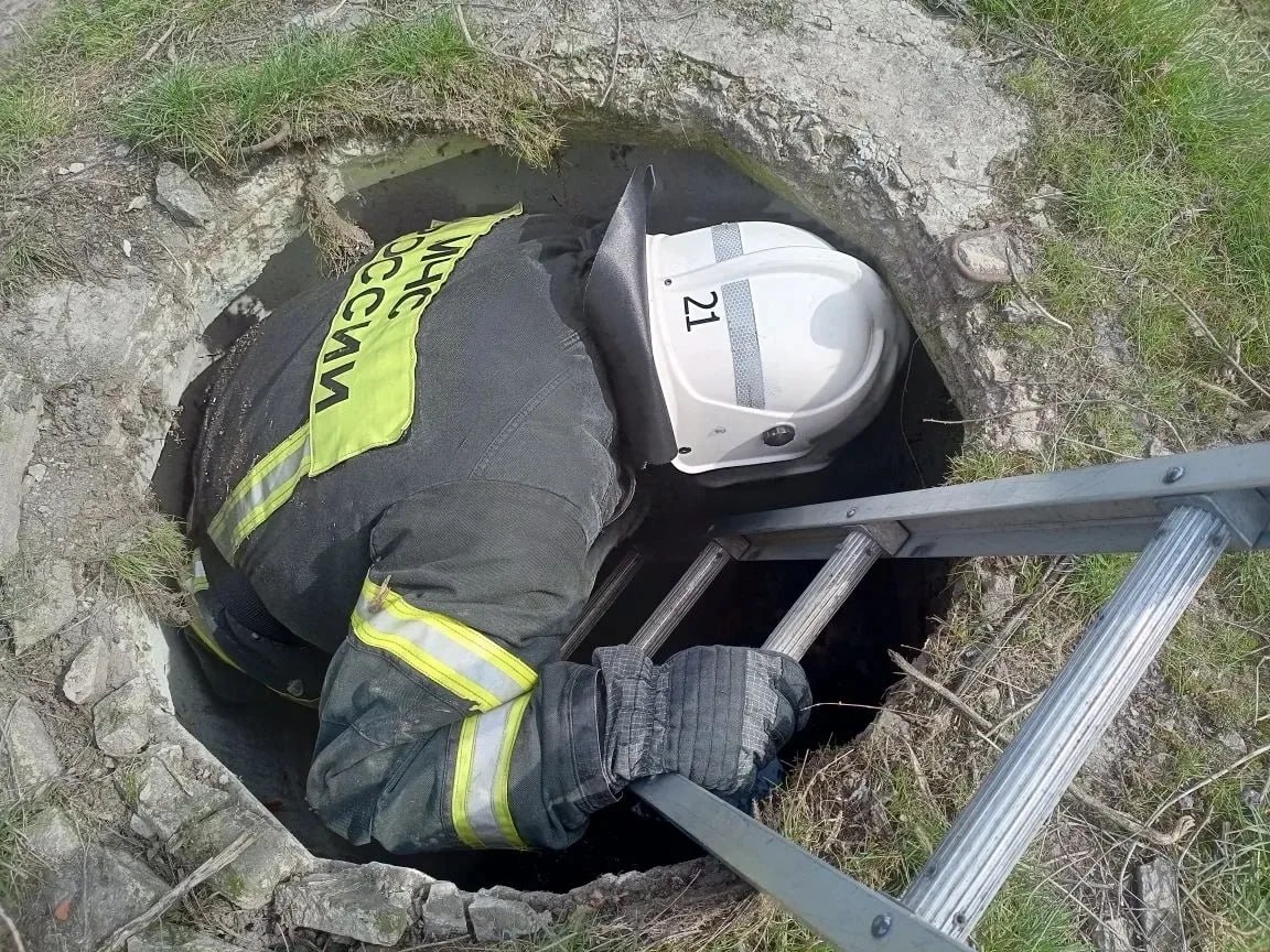 Пожарные спасли собаку, которая провалилась в канализационный люк в Волоконовке Пожарные спасли собаку, которая провалилась в канализационный люк в Волоконовке