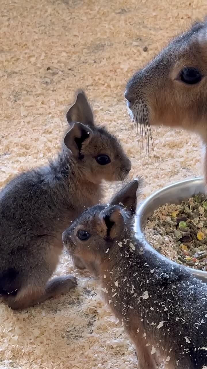 В белгородском зоопарке очередное пополнение: у патагонских мар родилась двойня