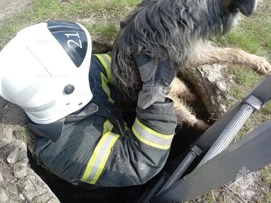 Пожарные спасли собаку, которая провалилась в канализационный люк в Волоконовке Пожарные спасли собаку, которая провалилась в канализационный люк в Волоконовке