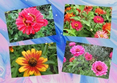 Как ухаживать за цинниями в августе для яркого цветения