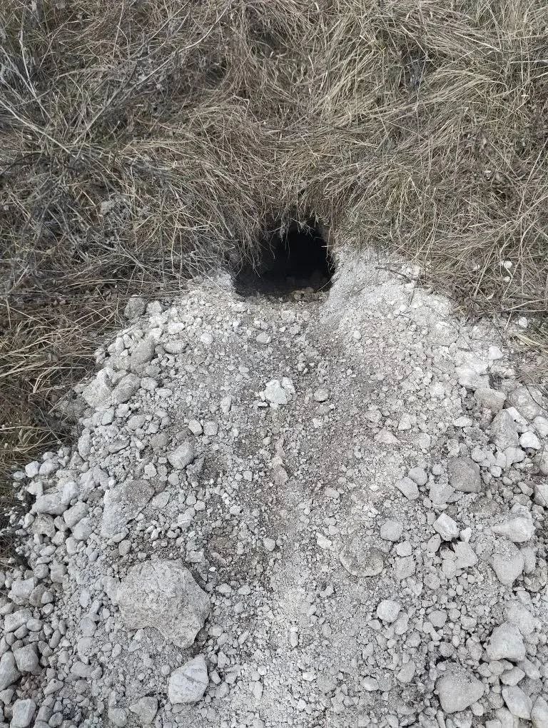 Работники МБУ "Охотник" совместно с сотрудниками государственной ветеринарной службы провели оральную иммунизацию диких плотоядных животных Работники МБУ "Охотник" совместно с сотрудниками государственной ветеринарной службы провели оральную иммунизацию диких плотоядных животных