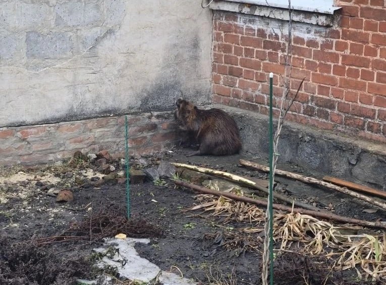 Молодой бобр заблудился в Пролетарском Ракитянского округа