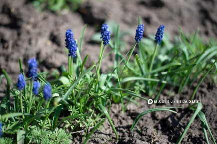 Доброе утро, Белгород!. В последний день марта столбики термометров поднимутся до +18 градусов
