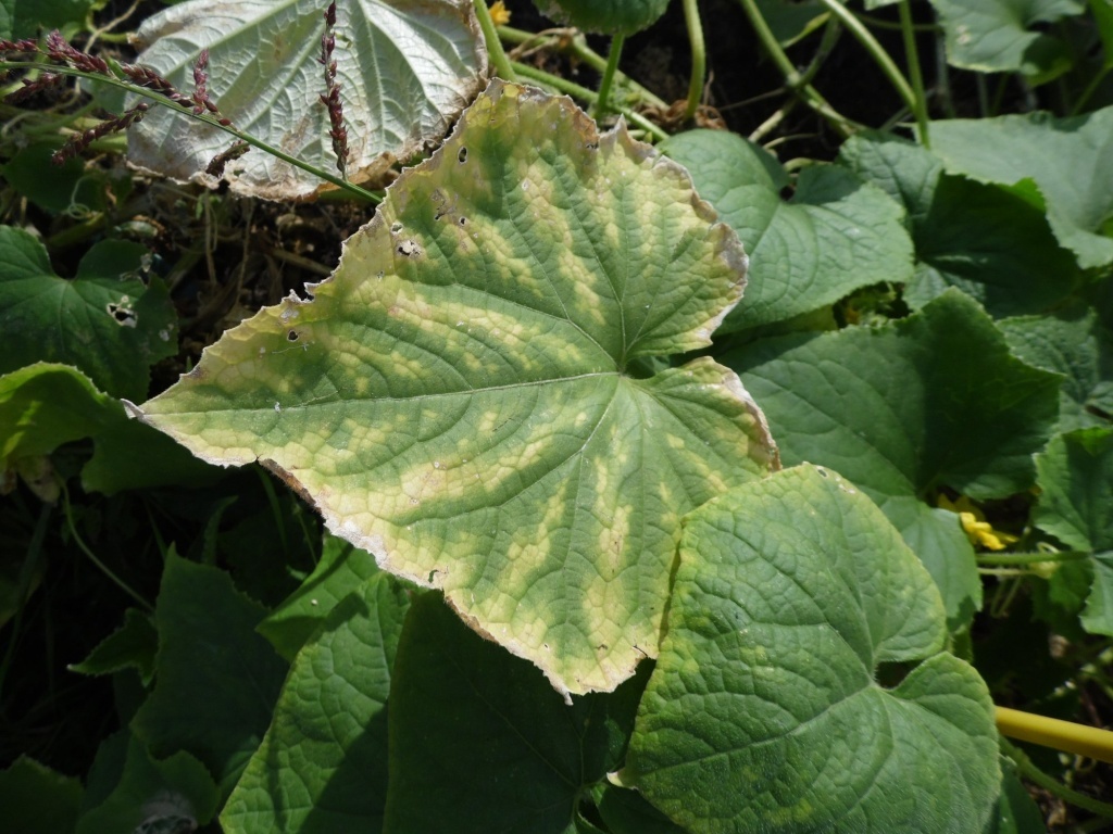 Как защитить свои растения от пероноспороза