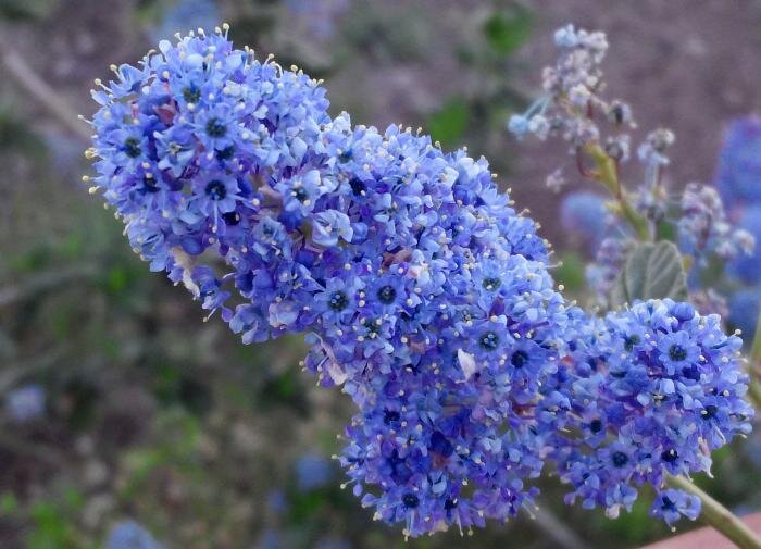 Цеанотус: удивительные лечебные свойства кустарника